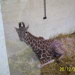 Baby Giraffe