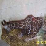 Baby Giraffe