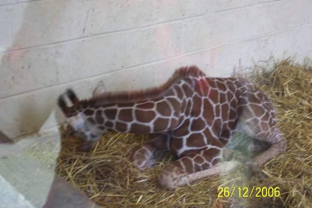 Baby Giraffe