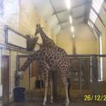 Giraffes