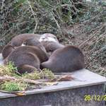 Cold Otters