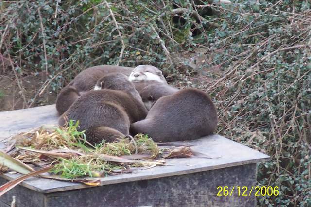 Cold Otters