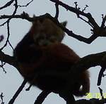 Red Panda