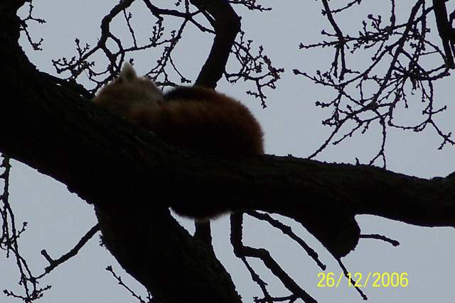 Red Panda