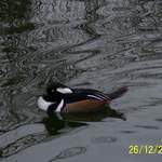 100_0068.JPG