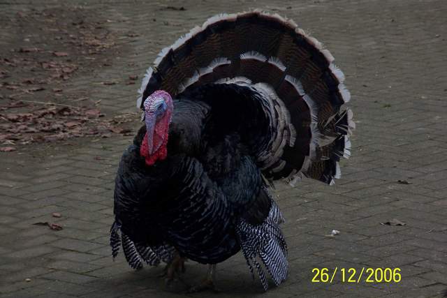 Luckiest Turkeys Alive
