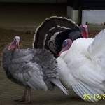 Luckiest Turkeys Alive