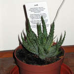 Aloe
