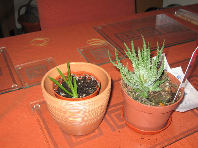Aloe vera, Aloe