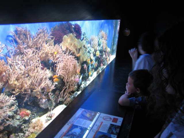Watching the fish at London Zoo