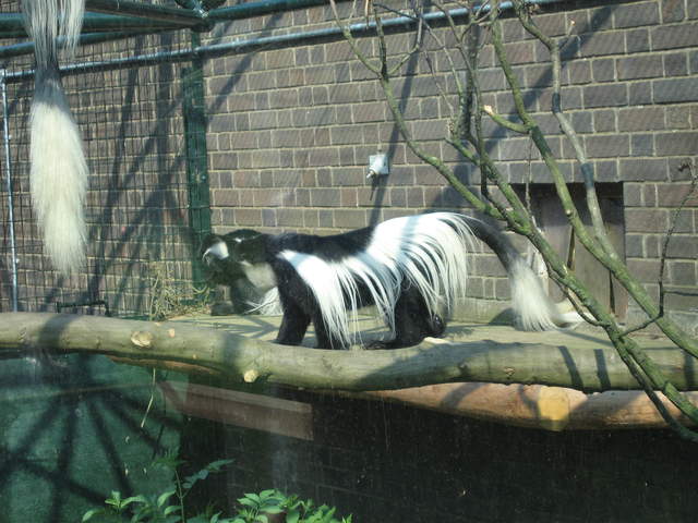 Gorilla Kingdom