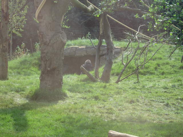 Gorilla in the Gorilla Kingdom