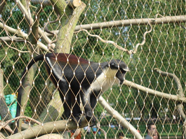 Gorilla Kingdom