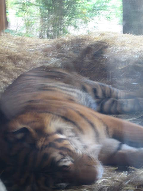 Sleeping Tiger