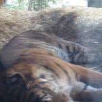 Sleeping Tiger