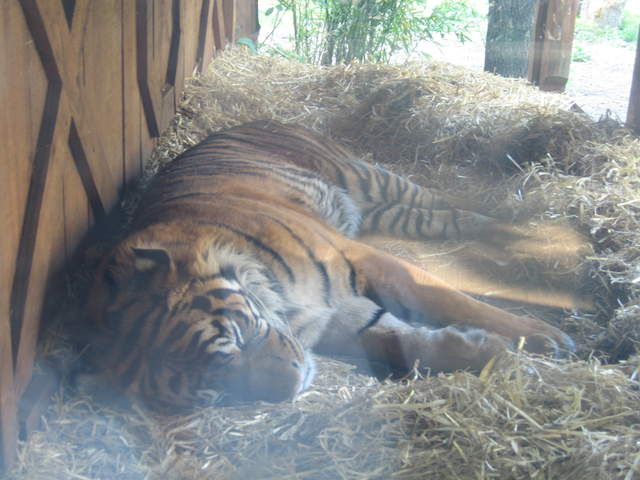 Sleeping Tiger
