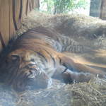 Sleeping Tiger