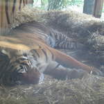 Sleeping Tiger