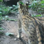 Serval