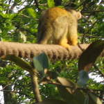 Squirrel monkey