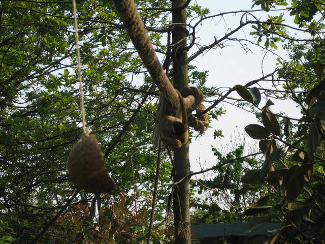 Squirrel monkey