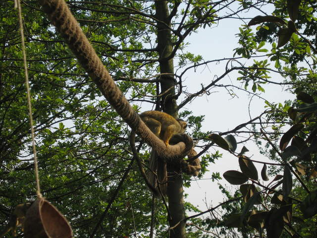 Squirrel monkey