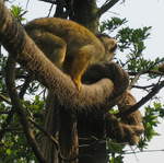 Squirrel monkey