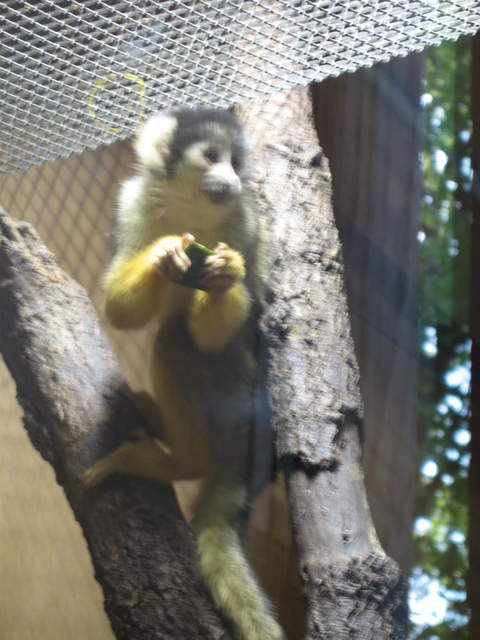 Squirrel monkey