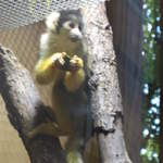 Squirrel monkey