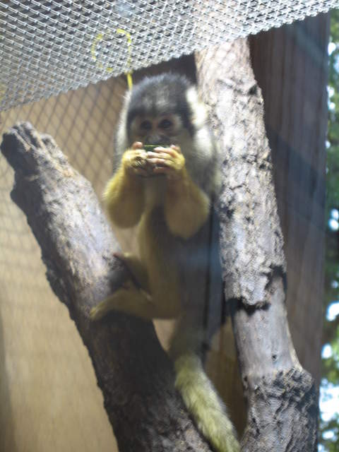 Squirrel monkey