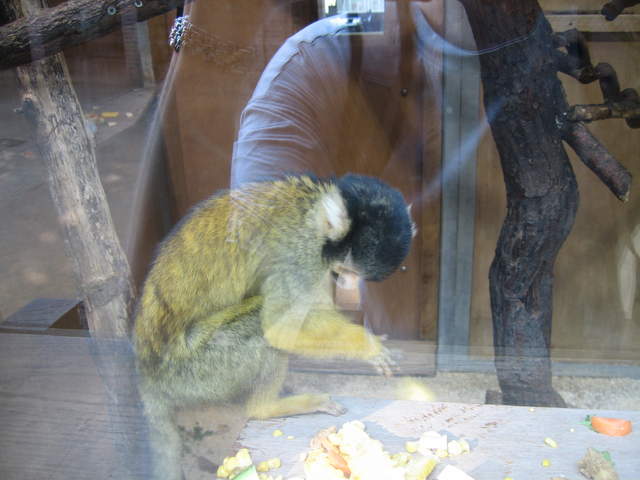 Squirrel monkey