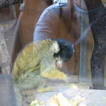 Squirrel monkey