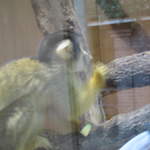 Squirrel monkeys