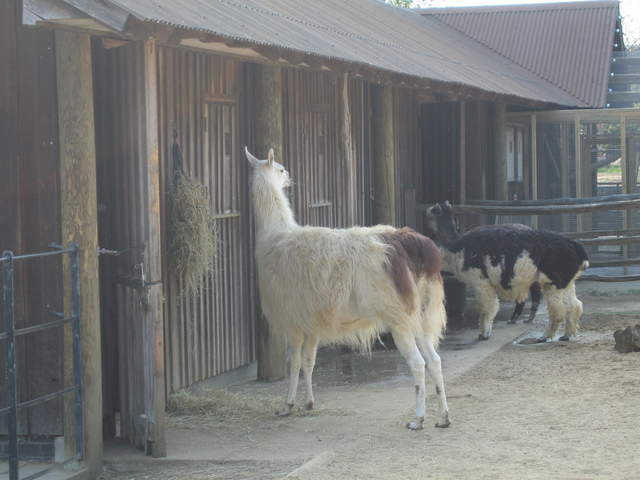 Llama