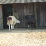 Llamas and Alpacas