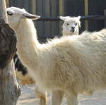 Llamas and Alpacas