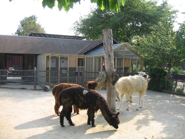Alpacas