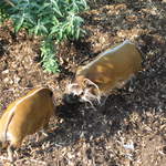 Red river hog