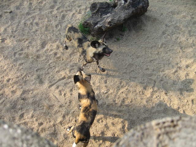 African hunting dogs