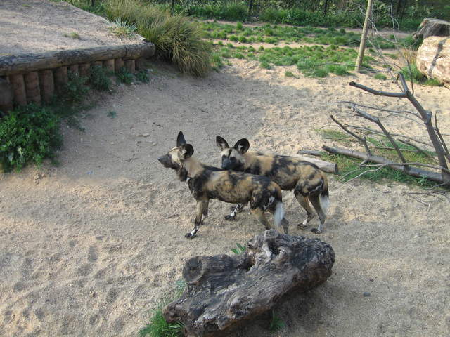 African hunting dogs