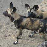 African hunting dogs