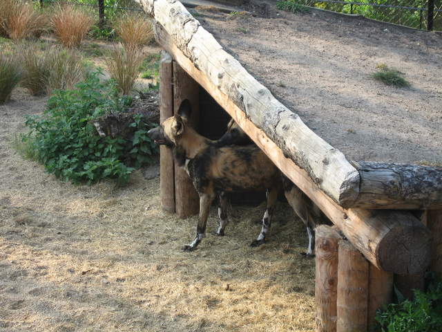 African hunting dogs