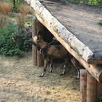 African hunting dogs