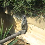 Meerkat
