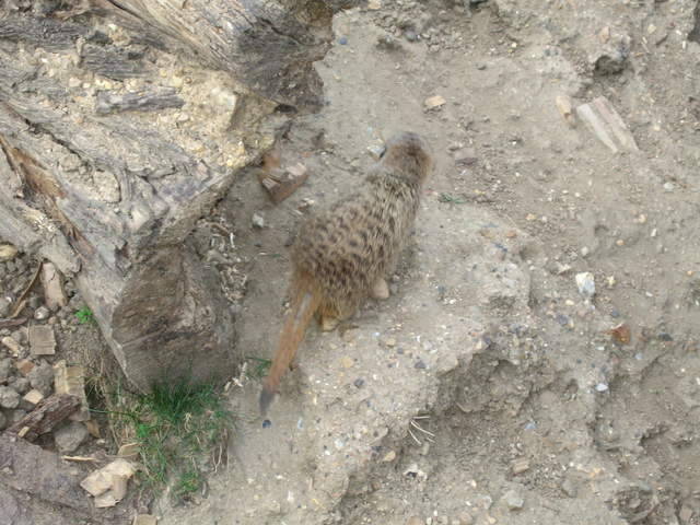 Meerkat