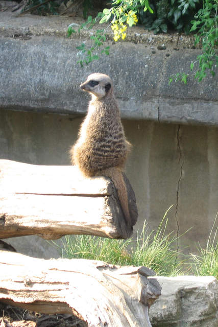 Meerkat