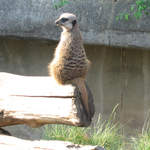 Meerkat