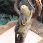 Pygmy marmoset in the Clore Rainforest Lookout 