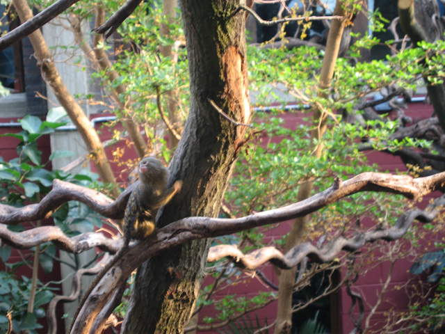 Pygmy marmoset in the Clore Rainforest Lookout 