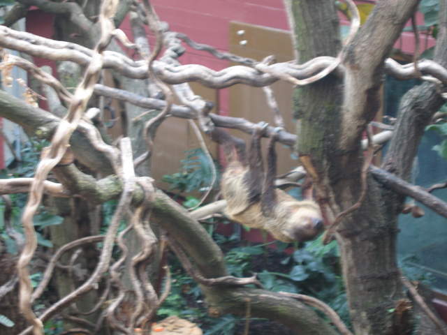 Sloth in the Clore Rainforest Lookout 